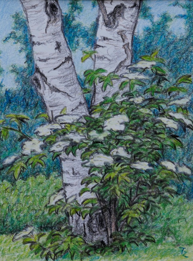 Birch Tree Elderberry, 12x16 cm, 2001