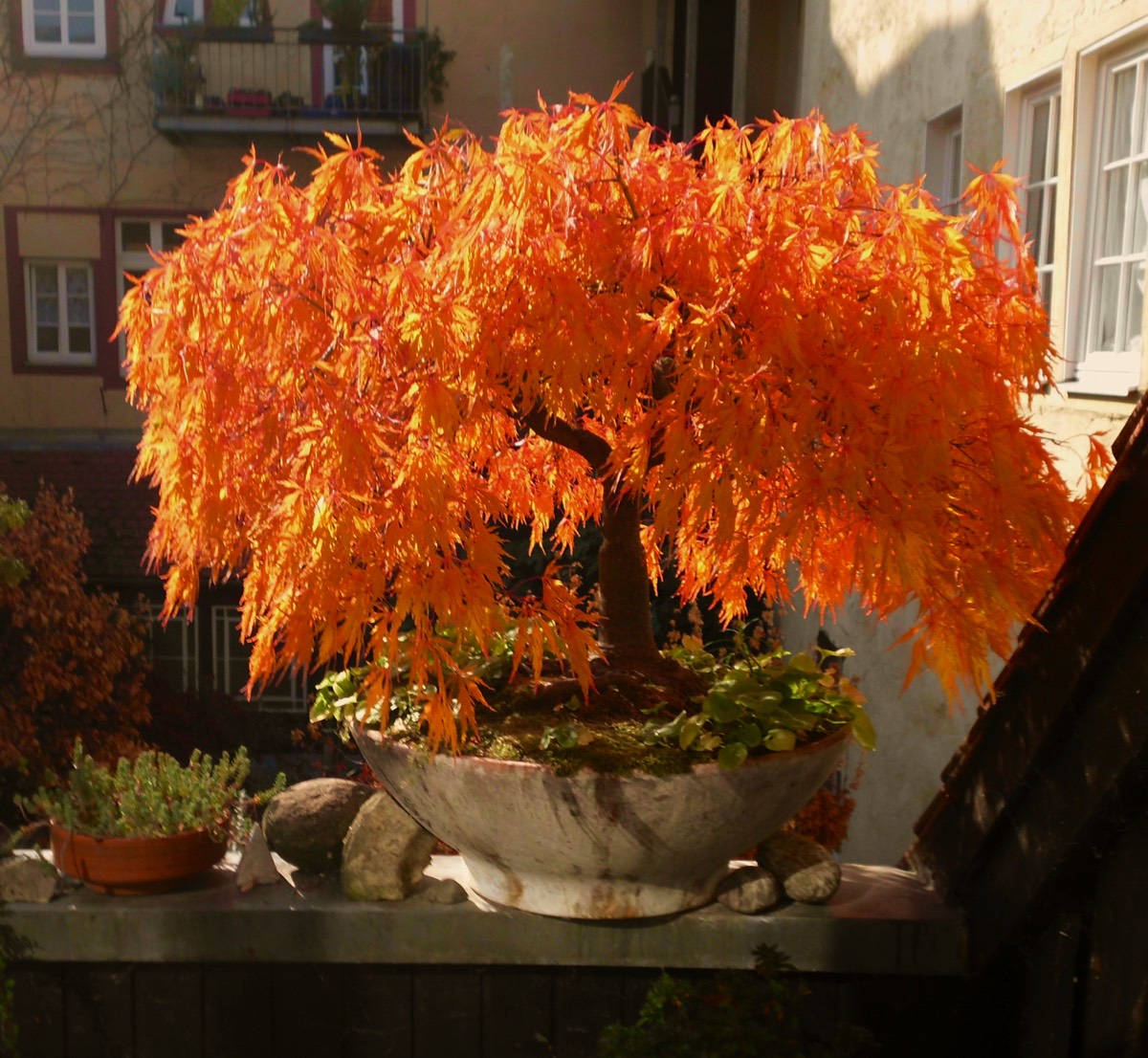 Acer in Autumn