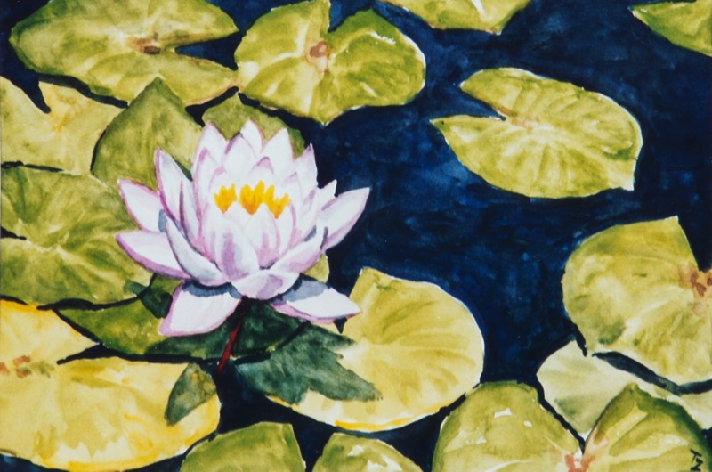 Water lily, 2008