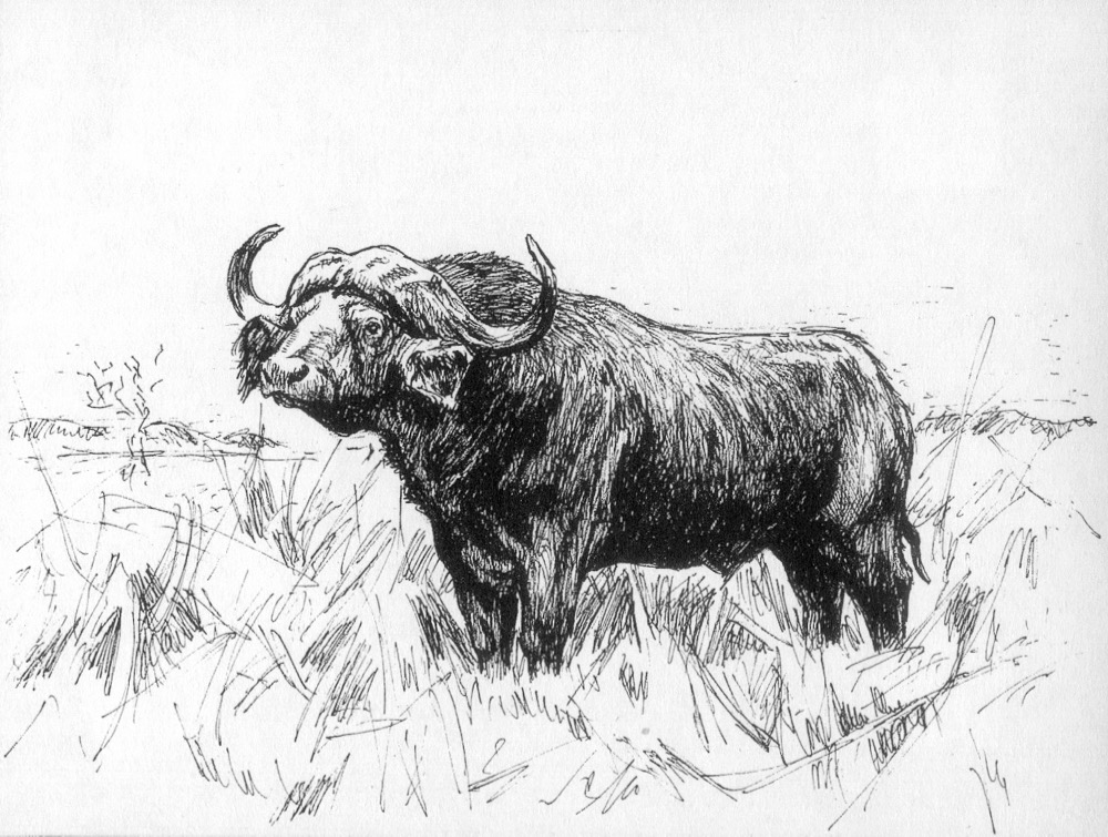 African Buffalo, 1986