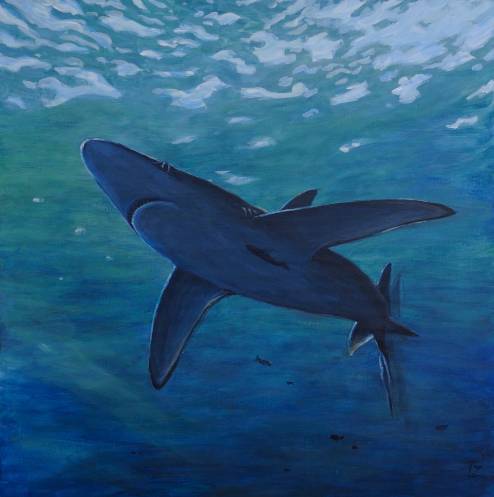 Shark attack, 2003