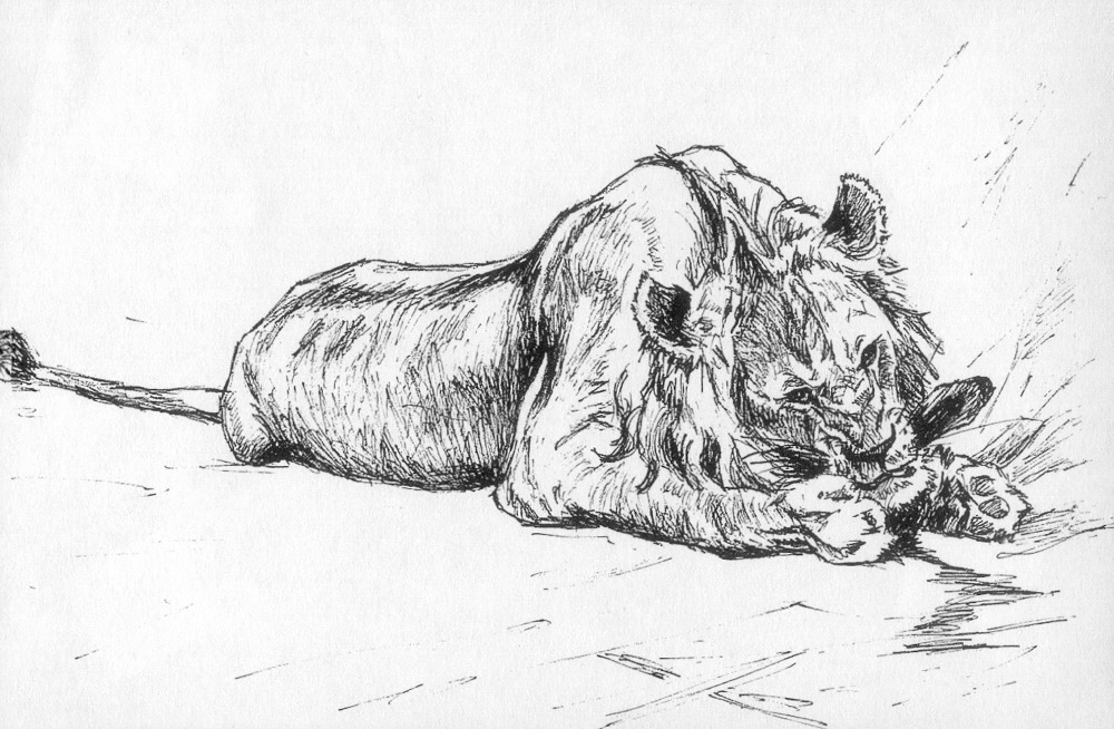 Lion sketch 3, 1986